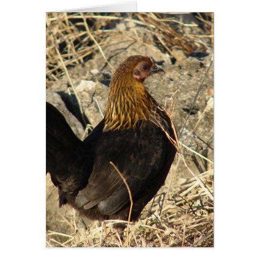 Bantam Pullet Cards (Front)