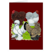 Bantams Feather Legged (Front)