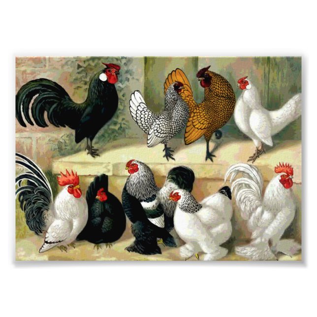 "Bantams" Vintage Illustration Photo Print (Front)
