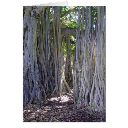 Banyan Tree (Front)