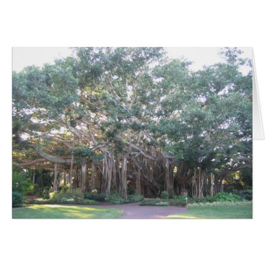 Banyan Tree (Front Horizontal)