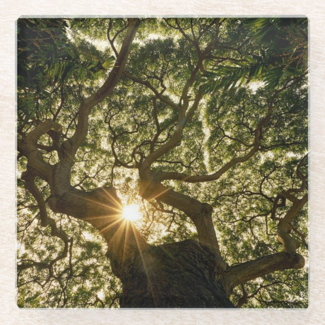 Banyan Tree Canopy Sunstar Glass Coaster (Front)