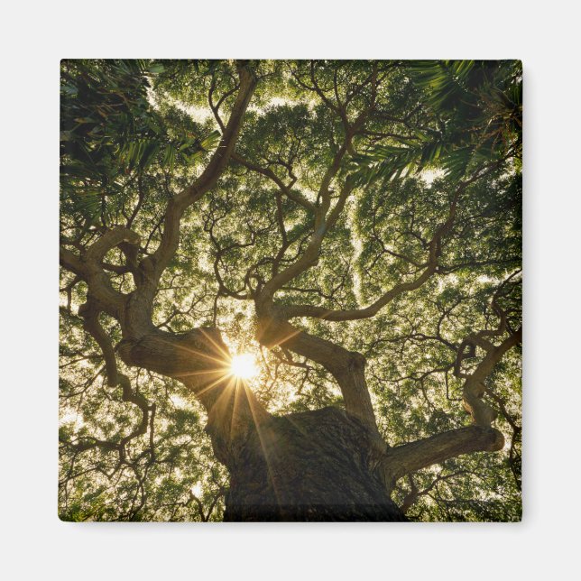 Banyan Tree Canopy Sunstar Magnet (Front)