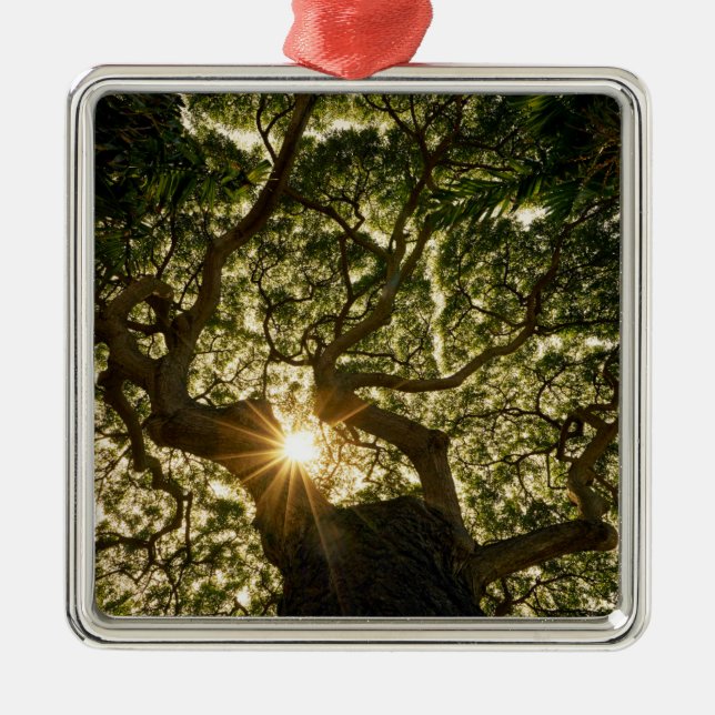 Banyan Tree Canopy Sunstar Metal Ornament (Front)