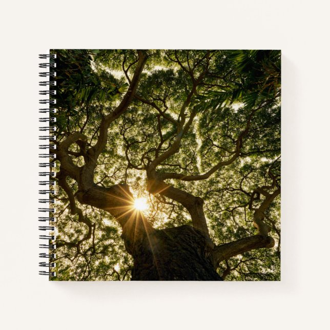 Banyan Tree Canopy Sunstar Notebook (Front)
