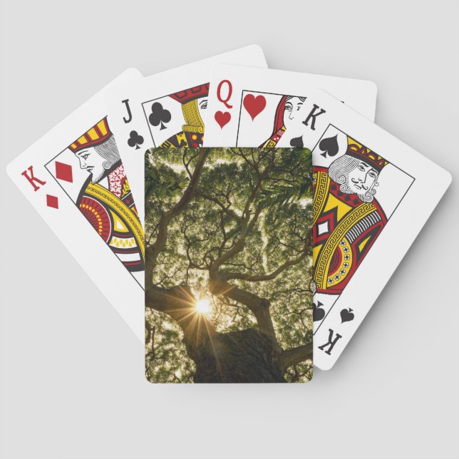 Banyan Tree Canopy Sunstar Poker Cards (Back)