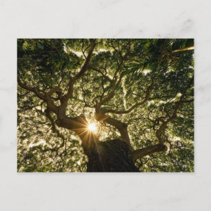 Banyan Tree Canopy Sunstar Postcard
