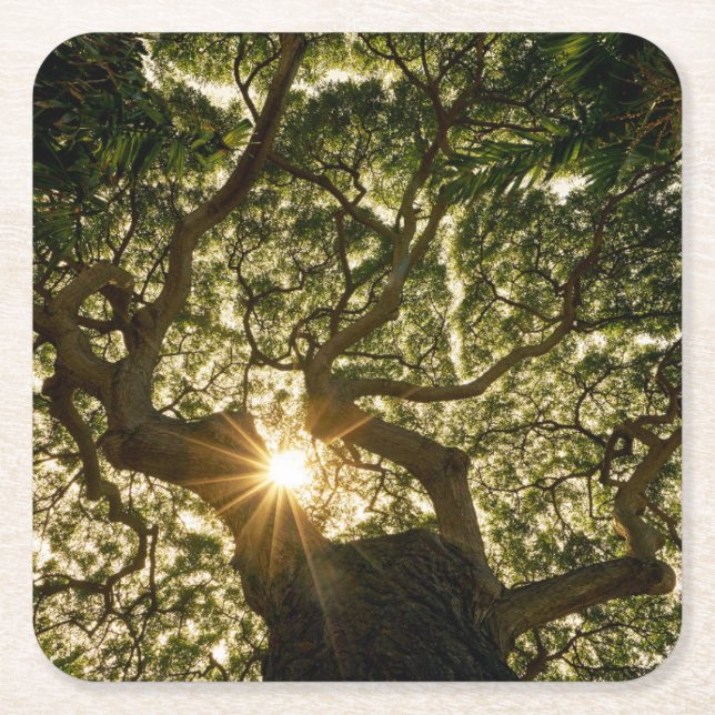 Banyan Tree Canopy Sunstar Square Paper Coaster (Front)