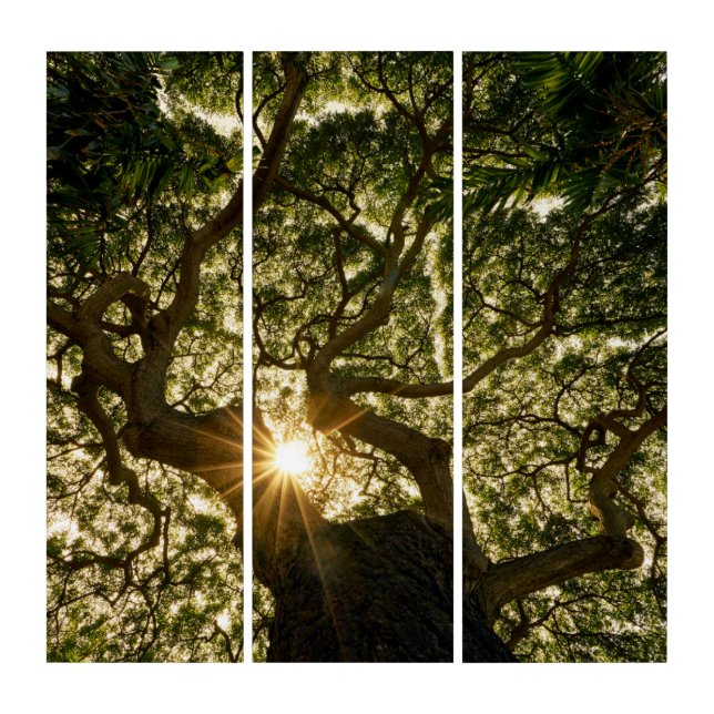 Banyan Tree Canopy Sunstar Triptych (Front)