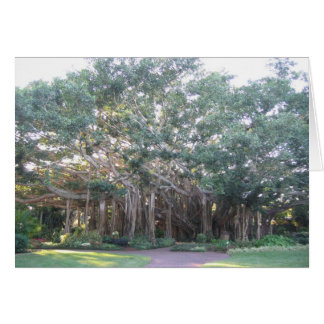 Banyan Tree Cards