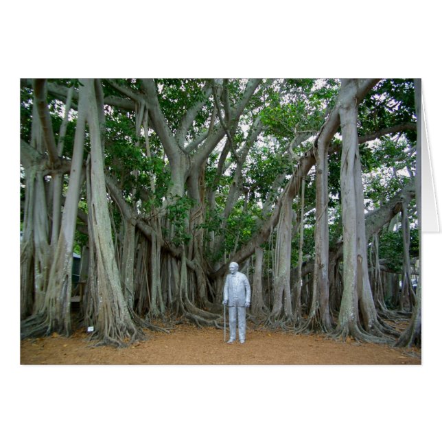 Banyan Tree Edison & Ford Estate Ft Myers Florida Cards (Front Horizontal)