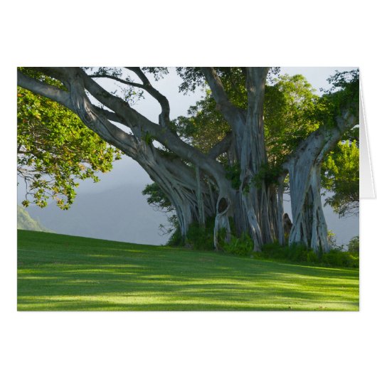Banyan Tree, Manoa Valley, Honolulu, Hawai'i Cards (Front Horizontal)