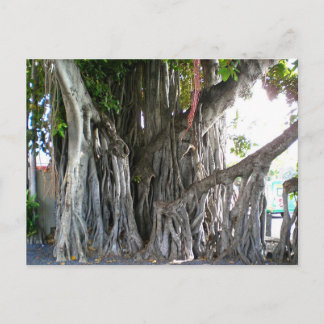 Banyan Tree Postcard