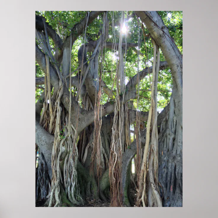 Banyan Tree Poster | Zazzle