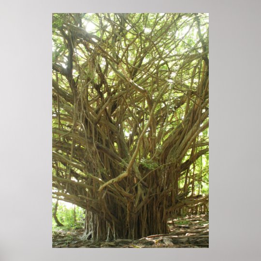 Banyan Tree Poster | Zazzle.com