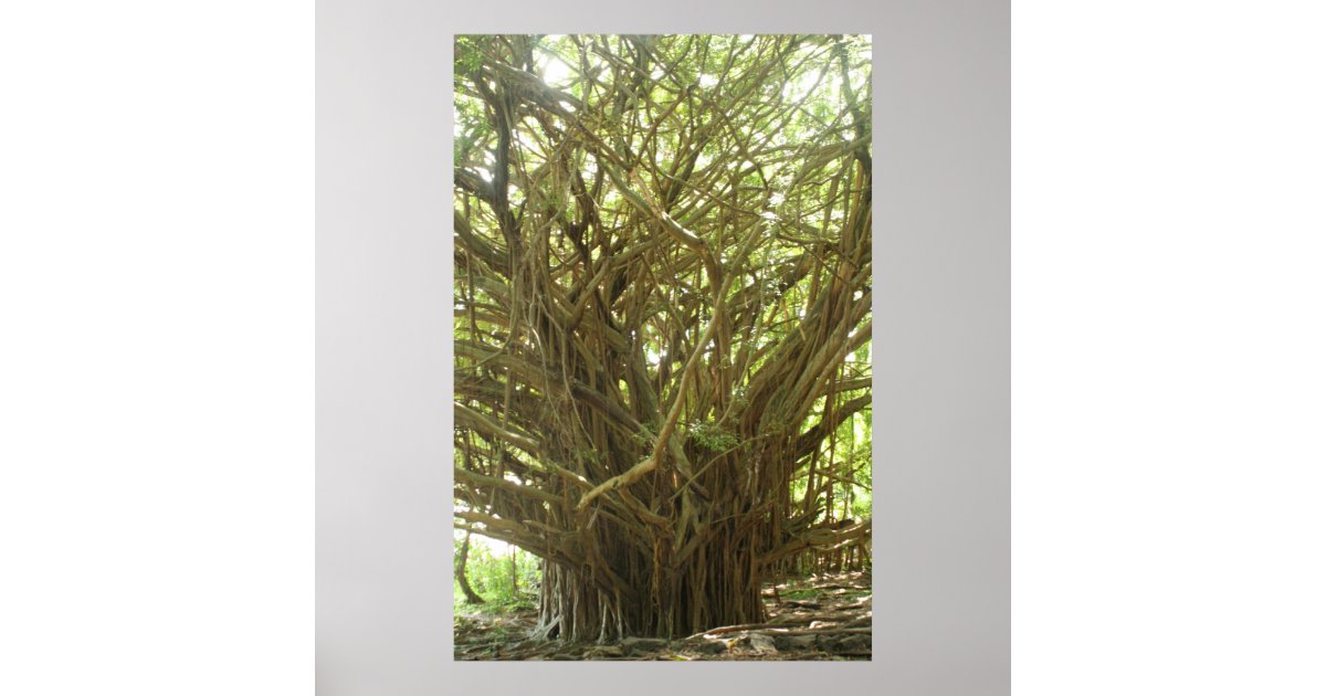 Banyan Tree Poster | Zazzle