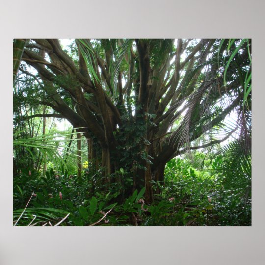 Banyan Tree Poster | Zazzle.com