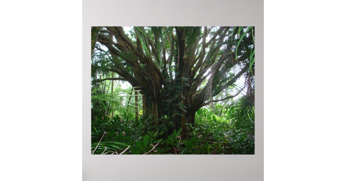 Banyan Tree Poster | Zazzle