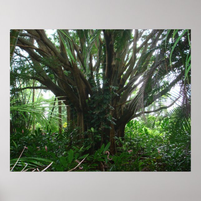 Banyan Tree Poster (Front)