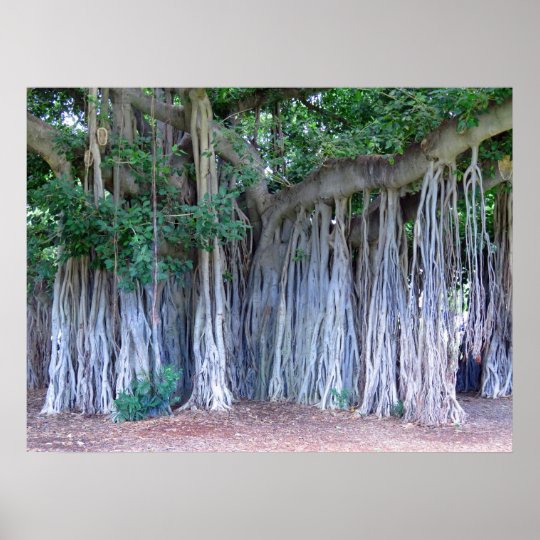 Banyan Tree Poster | Zazzle.com