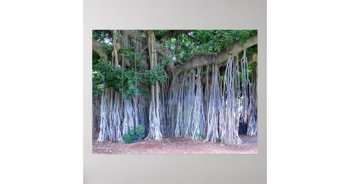 Banyan Tree Poster | Zazzle