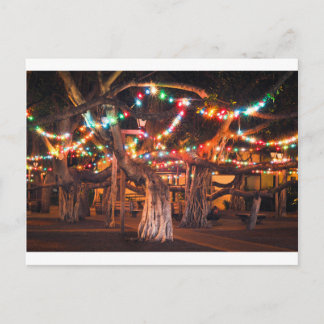 Banyan Tree with Holiday Lights