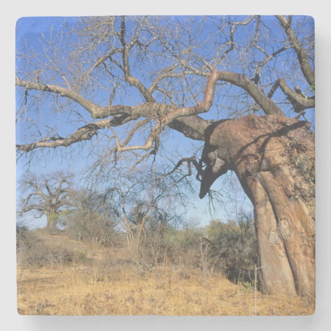 Baobab (Adansonia Digitata), Kruger National Stone Coaster (Front)