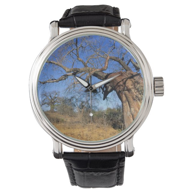 Baobab (Adansonia Digitata), Kruger National Watch (Front)