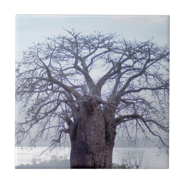 Baobab (Adansonia Digitata), Luanda Ceramic Tile (Front)