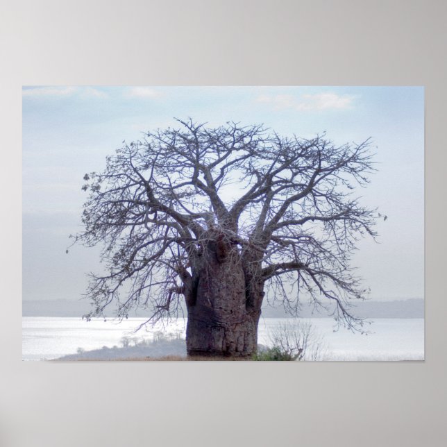 Baobab (Adansonia Digitata), Luanda Poster (Front)