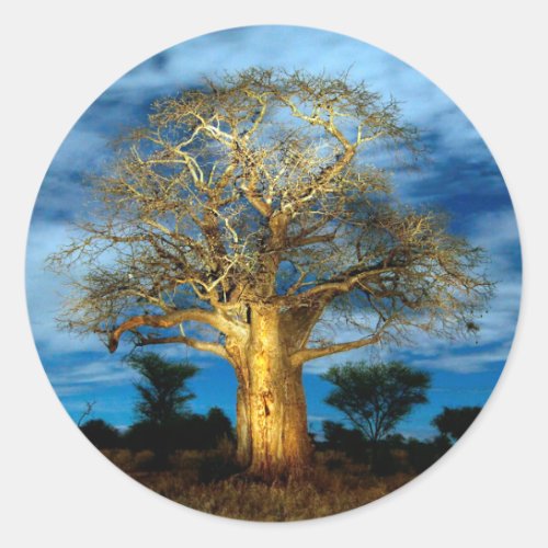 Baobab Adansonia Tree Light Up By The Moon Classic Round Sticker