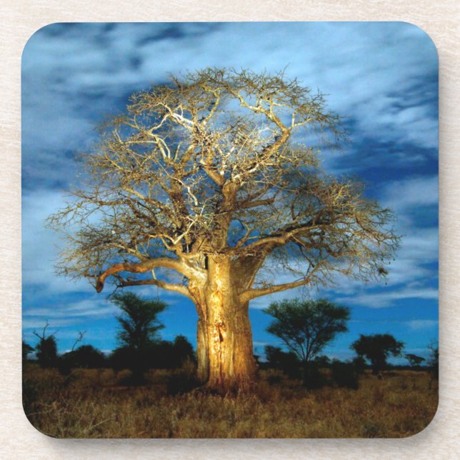 Baobab (Adansonia) Tree Light Up By The Moon Coaster (Front)