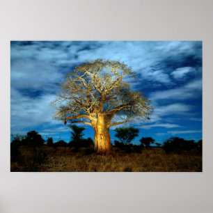 Baobab (Adansonia) Tree Light Up By The Moon Poster