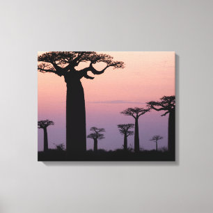 Baobab Alley', Madagascar, Morondava, Africa, Canvas Print