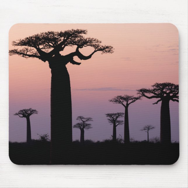 Baobab Alley', Madagascar, Morondava, Africa, Mouse Pad (Front)