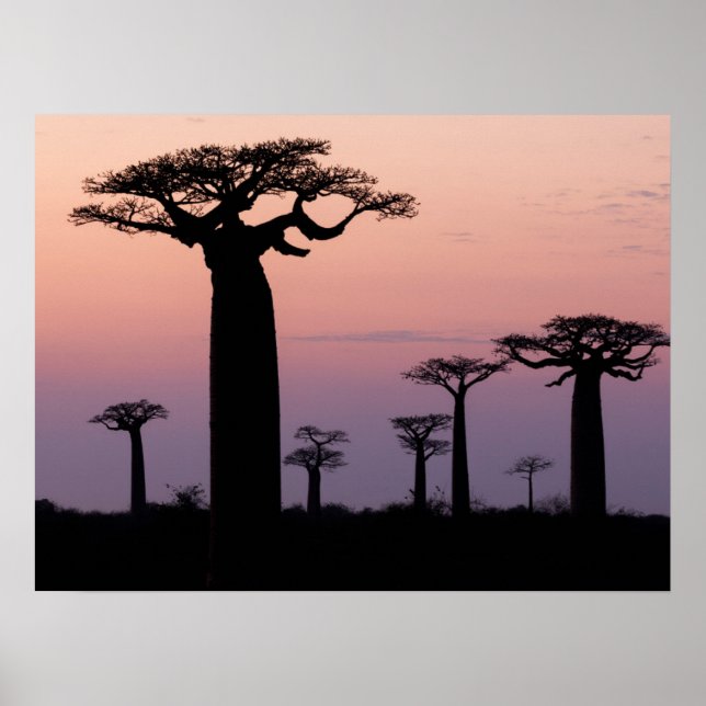 Baobab Alley', Madagascar, Morondava, Africa, Poster (Front)