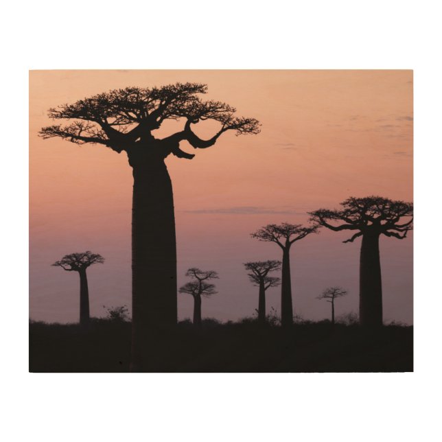 Baobab Alley', Madagascar, Morondava, Africa, Wood Wall Art (Front)