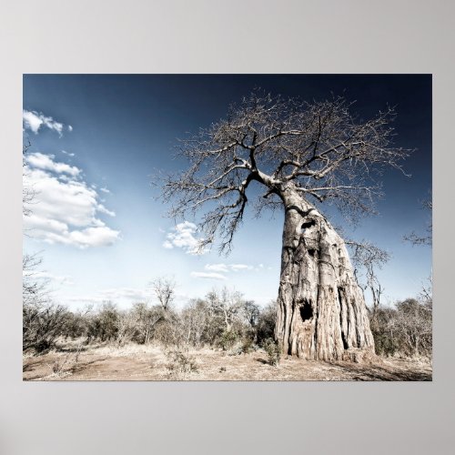 Baobab Tree at Mana Pools National Park Photo Poster