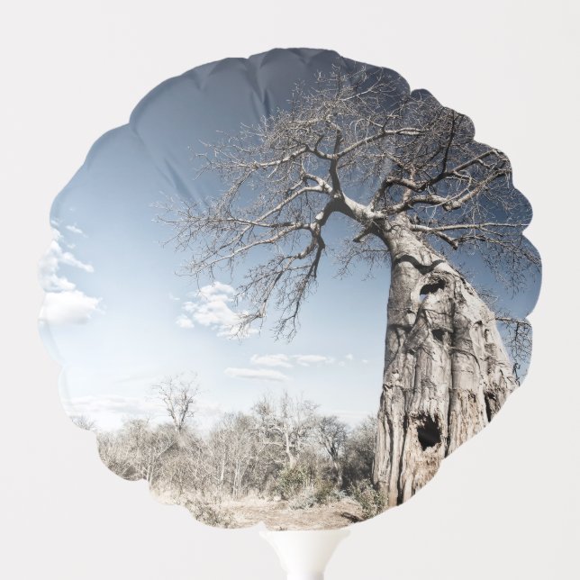 Baobab Tree at Mana Pools National Park, Zimbabwe. Balloon (Front)