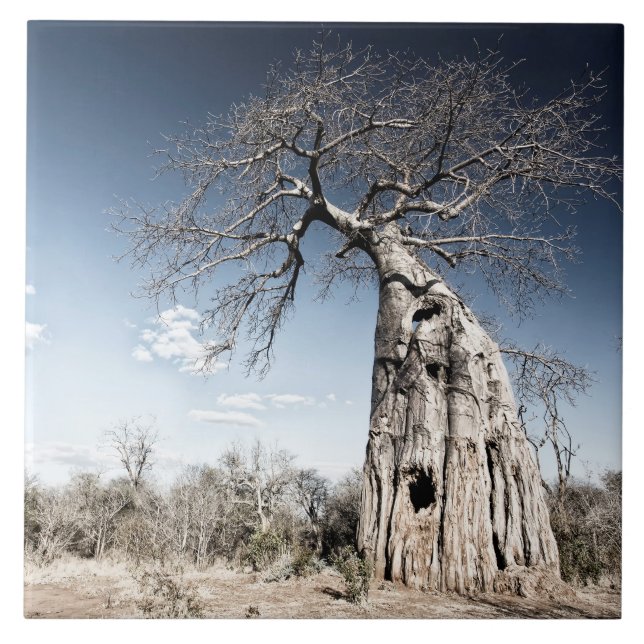 Baobab Tree at Mana Pools National Park, Zimbabwe Ceramic Tile (Front)