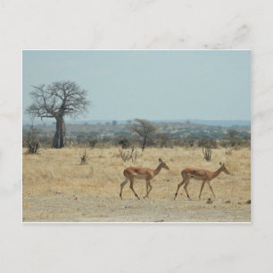 Baobab Tree Branch Personalize Destiny Destiny'S Postcard