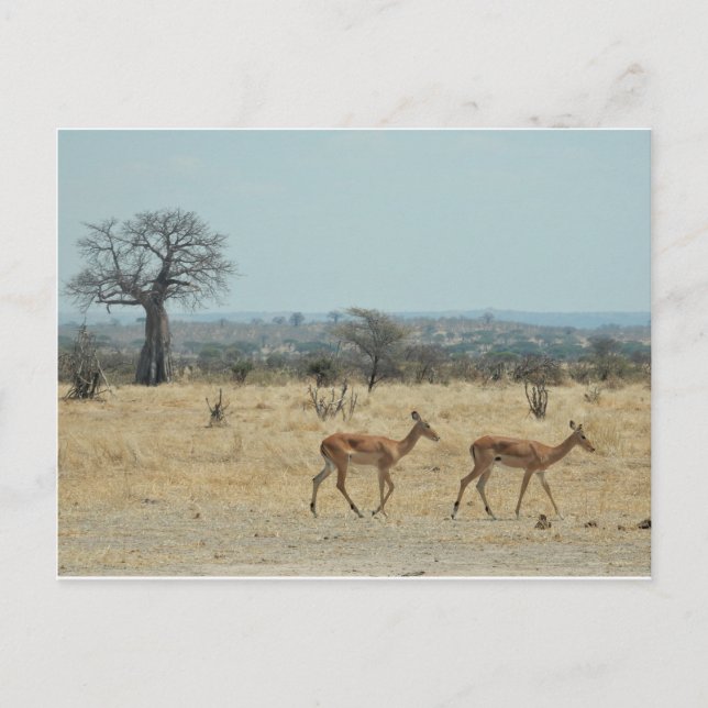 Baobab Tree Branch Personalize Destiny Destiny'S Postcard (Front)