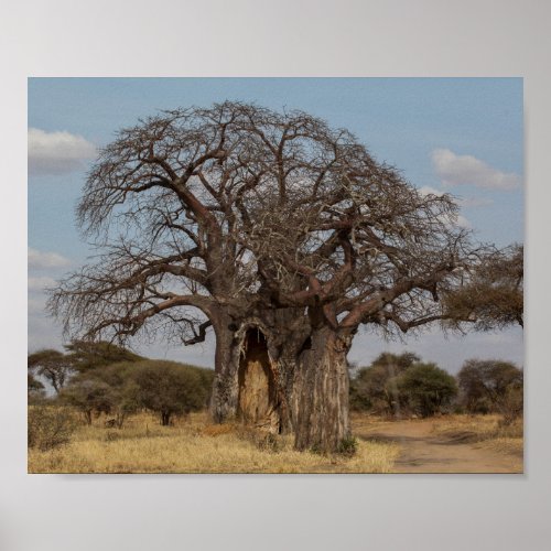 Baobab Tree From Tanzania Poster