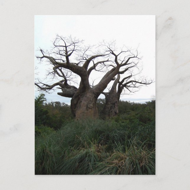 Baobab Tree Postcard (Front)
