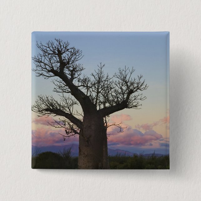 Baobab trees, Berenty, Toliara, Madagascar Pinback Button (Front)