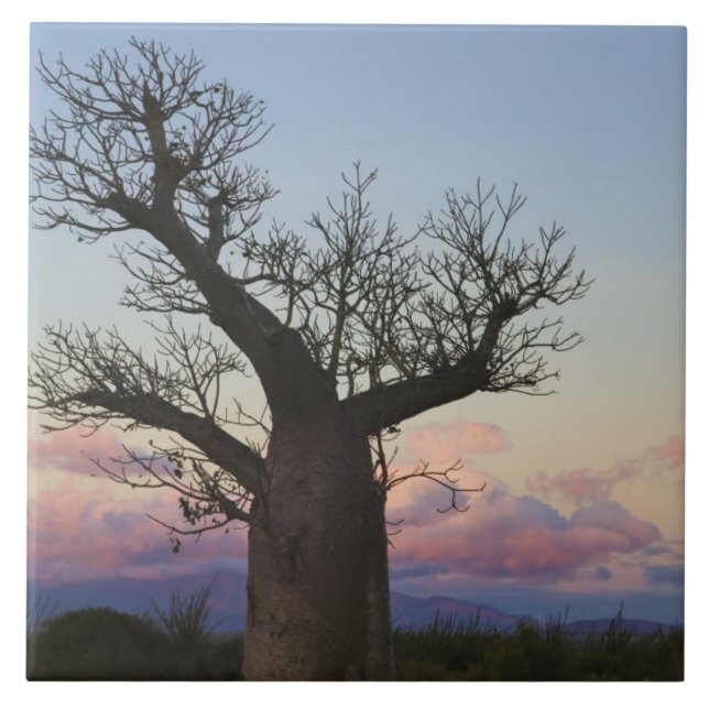 Baobab trees, Berenty, Toliara, Madagascar Tile (Front)