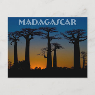 Baobabs de Madagascar Postcard