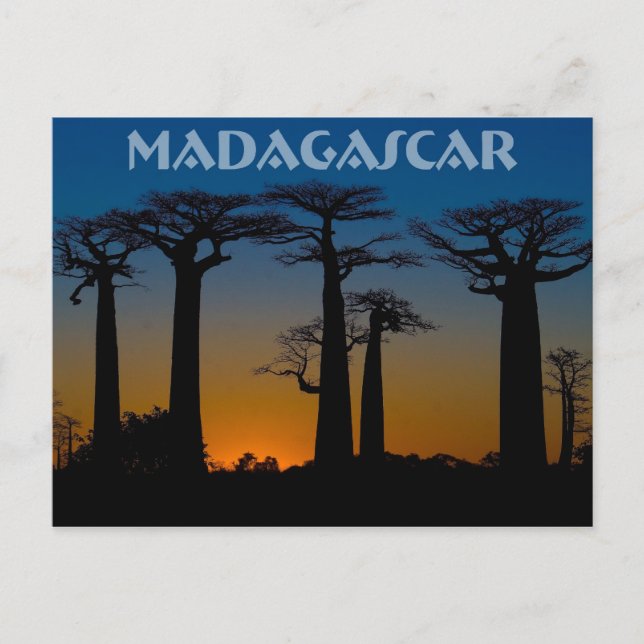 Baobabs de Madagascar Postcard (Front)