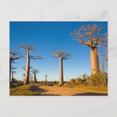 Baobabs de Madagascar Postcard