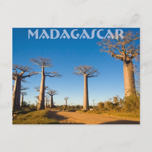 Baobabs de Madagascar Postcard
